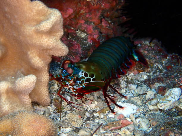 istock Colorful mantis shrimp in Reunion island 1312948905