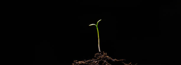 istock Group of green sprouts growing out from soil 1312948960
