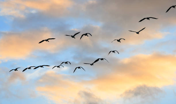 A wedge of geese flying over at sunset Cloudscape on a summer evening before sunset in a rural area, with a skein of Greylag geese flying over greylag goose stock pictures, royalty-free photos & images