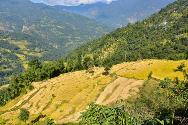 istock Terrace paddy field in the Himalaya mountains 1312952549