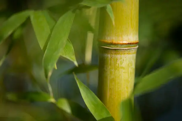 Detailed view of bamboo