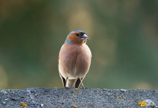 Chaffinch (Fringilla coelebs) sitting on the roof Chaffinch (Fringilla coelebs) sitting on the roof male common chaffinch bird fringilla coelebs stock pictures, royalty-free photos & images