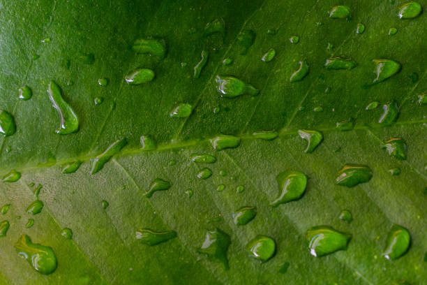 istock Water droplets or raindrops Dew on the green leaf 1312956534