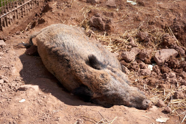 istock brown wild boar is relaxing on the ground 1312958404