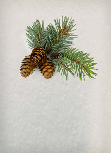 istock Winter small compositions in the snow. Hello winter. Pine and cones. Top view, flat lay, copy space for your text 1312959518