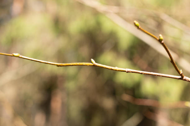 istock close up of a branch of a tree in spring with first leaf buds 1312960473