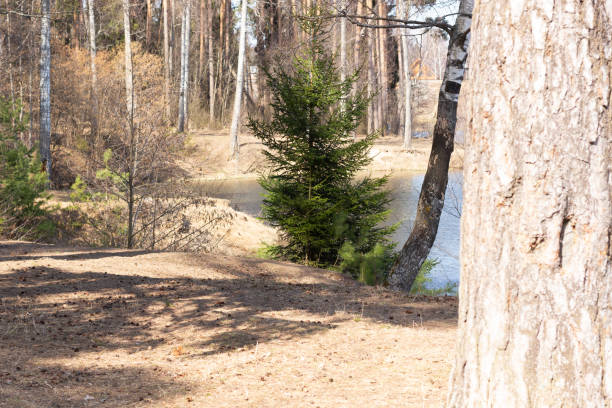 forest landscape with water