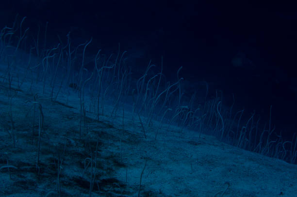 istock A curious spotted garden eel coming out of its lair 1312961782