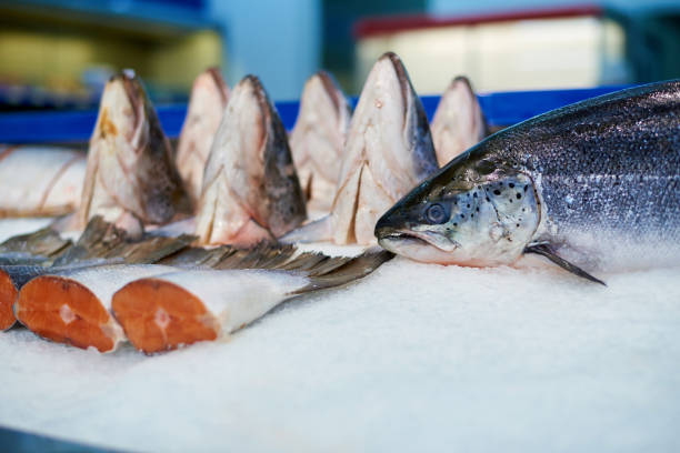 istock Norwegian salmon on ice in a supermarket showcase. 1312962631