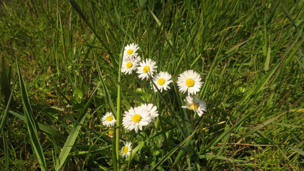 istock Little daisies in the meadow 1312962741