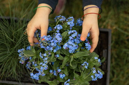 Forget-me-not flowers in small hands of little girl, garden work. Unrecognizable people, Close-up photo