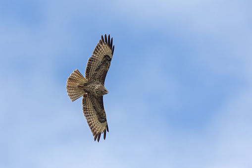 Flying common buzzard (Buteo buteo) against a blue sky.