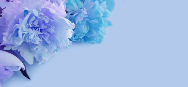 istock beautiful peony flower on colored background 1312964449