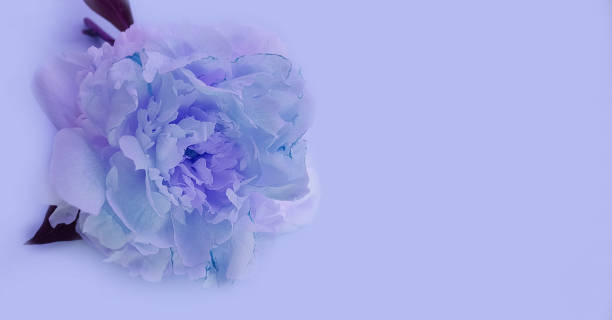 istock beautiful peony flower on colored background 1312966774