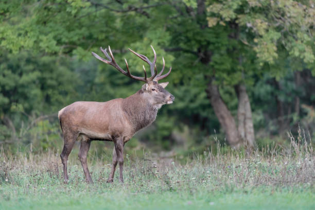 istock Red deer male at dawn (Cervus elaphus) 1312968507