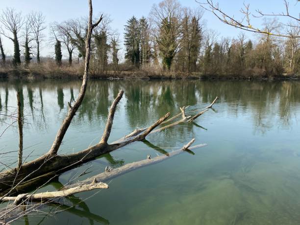 istock Reuss River before Lake Flachsee and in natural protection zone Aargau Reuss river plain (Naturschutzzone Aargauische Auen in der Reussebene), Rottenschwil - Switzerland (Schweiz) 1312968732
