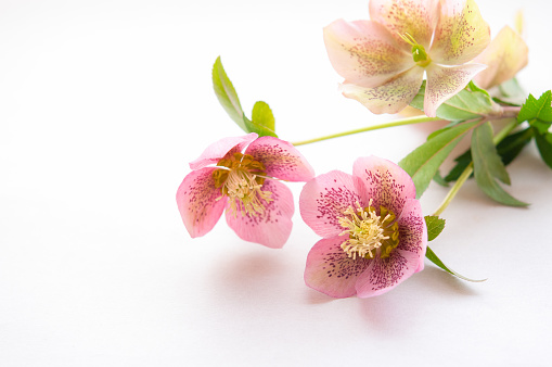 Closeup image of two flowers of Christmas rose in bright light on white background. Hellebore.
