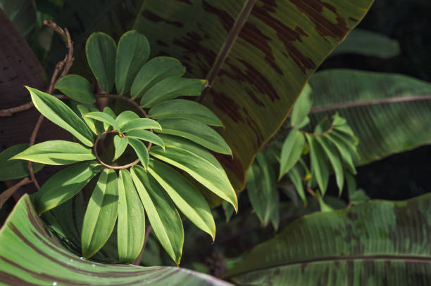 istock Green leaves of tropical plants. Floral background 1312972769