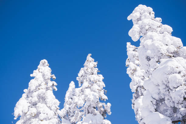 Trees in white fresh snow and frost in blue sky