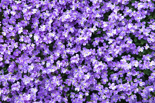 A garden of blue cushions (Aubrieta) illuminated by a golden sunset sky