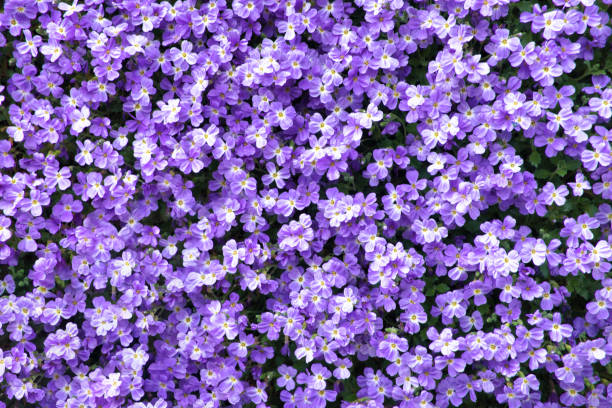 purple bush plant background - wall flower sunny temperate flower imagens e fotografias de stock