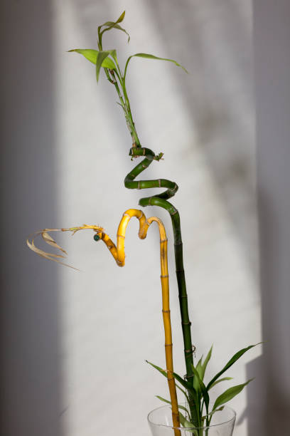 due fortunate piante di bambù di colore giallo e verde in un vaso di vetro su sfondo bianco. - bamboo stem feng shui isolated foto e immagini stock