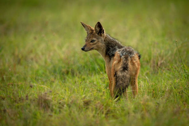 istock Black-backed jackal stands in grass looking round 1312977766