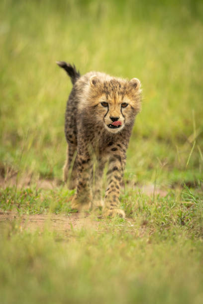 istock Cheetah cub crosses short grass licking lips 1312977843