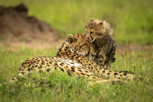 istock Cheetah cub licks lips standing with mother 1312977844