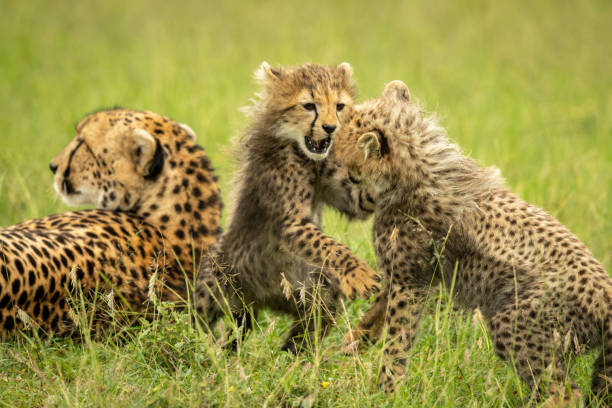 istock Cheetah cub plays with sibling near mother 1312977863