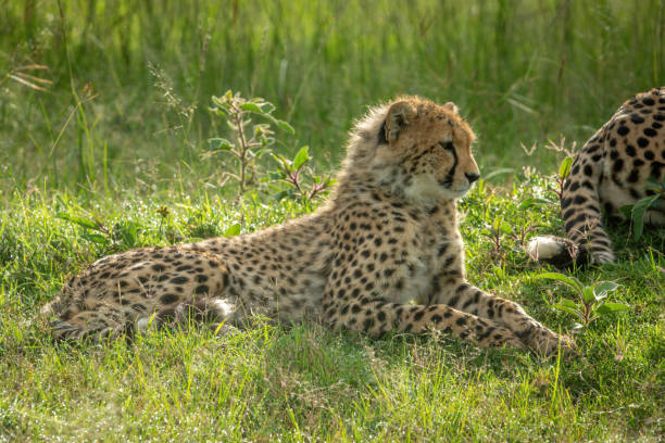 istock Cheetah cub lying near mother in grass 1312977870