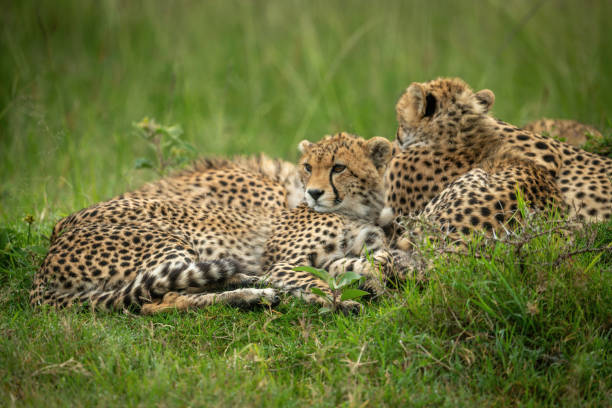 istock Cheetah cub lies beside mother in grass 1312977875