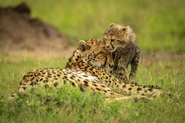 istock Cheetah cub licks lips standing by mother 1312977914