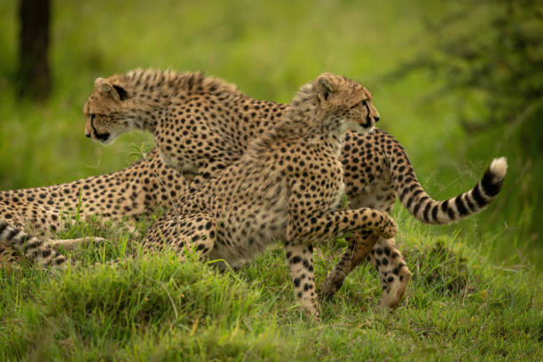 istock Cheetah cub passes another sitting in grass 1312977934
