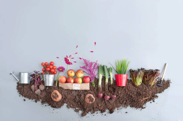 istock Organic fruit and vegetables garden concept 1312977936