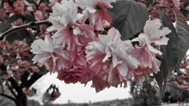 istock European cherry blossom 1312978120