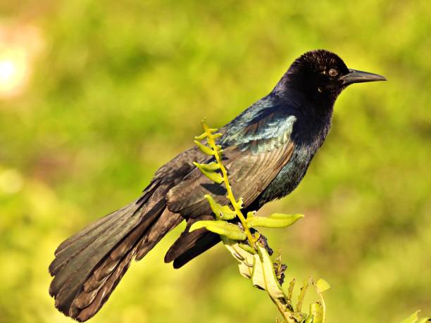 istock Boat-tailed Grackle (Quiscalus major) male perched on a plant stem 1312979479