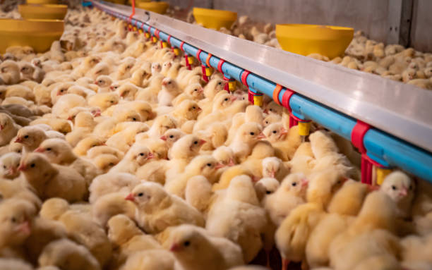 istock Chicken farming business 1312980575