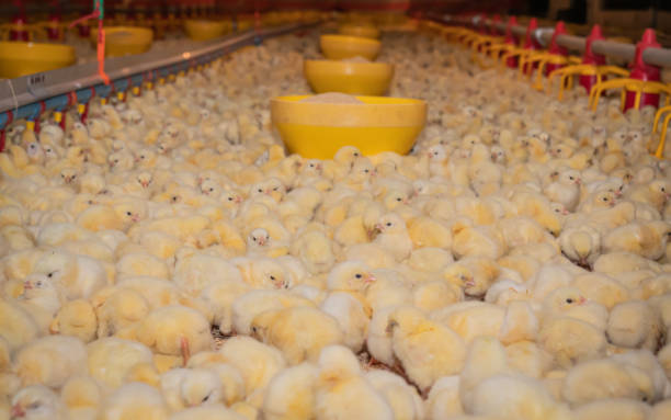 istock Chicken farming business 1312980578