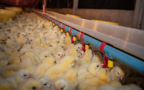 istock Chicken farming business 1312980587