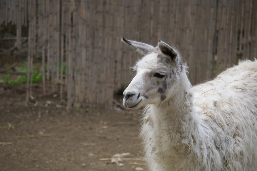 llama in a natural park and animal reserve, located in the Sierra de Aitana, Alicante, Spain. view