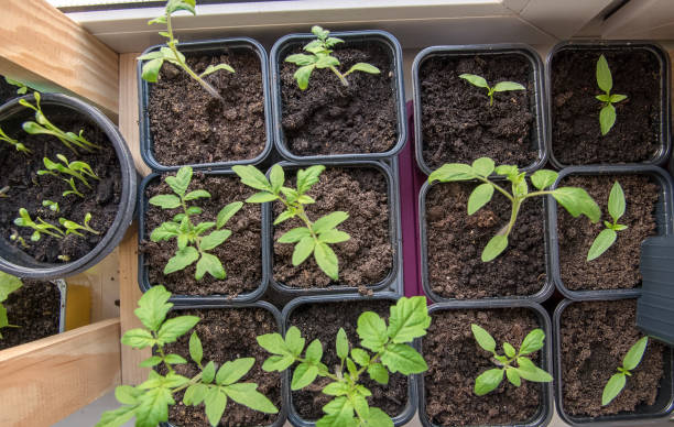 istock seedlings of bell pepper in cardboard boxes, on a windowsill 1312982798