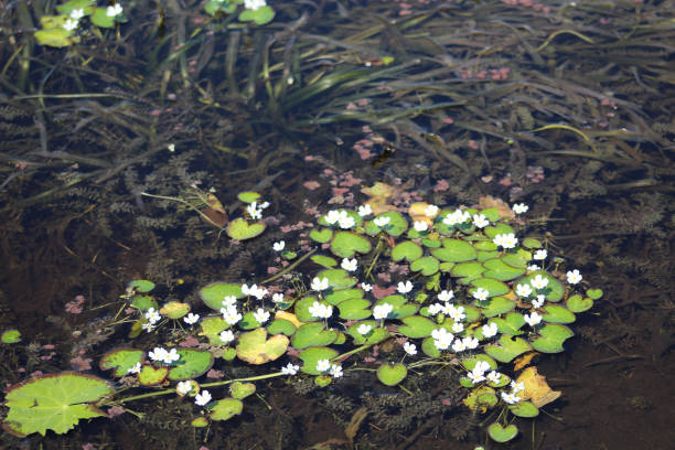 Nymphoides cristata, Crested Floating Heart, Nymphoides peltata, Yellow Floating Heart, or Fringed Water Lily heart lilypads These aggressively growing species form dense mats of vegetation that crowd out native aquatic plant species and have negative impacts on water quality and fish and wildlife habitat. peltata stock pictures, royalty-free photos & images