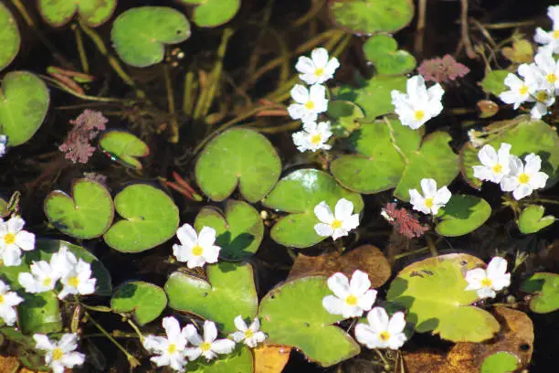 These aggressively growing species form dense mats of vegetation that crowd out native aquatic plant species and have negative impacts on water quality and fish and wildlife habitat.