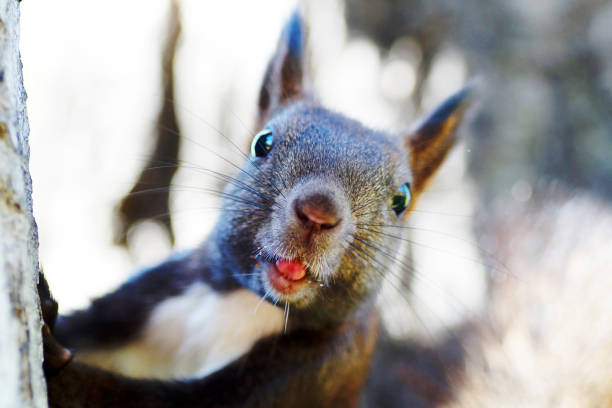 Squirrel with fluffy ears and a sleek coat perches on the edge of a brightly painted bird feeder