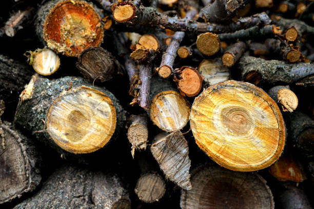 madeiras cortadas e empilhadas. pilha de madeiras serrantes - wood grain flash - fotografias e filmes do acervo