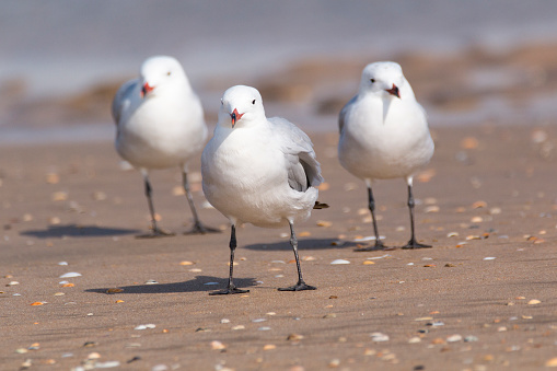 Auduin's gull (Larus audouinii) at Doñana National Park beach with sea unfocused background. White and grey bird with red bill and green legs