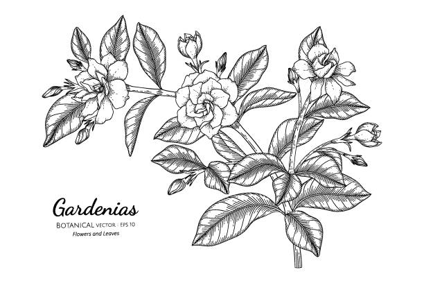 2,074 Tropical Flower Tattoos Illustrations & Clip Art - iStock 2,074 Tropical Flower Tattoos Illustrations & Clip Art - iStock