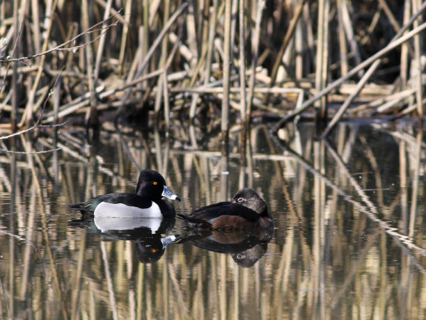 istock Pair of Ring-necked Ducks 1312988077