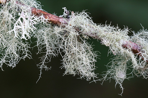 Fine, white lichen on a branch with a dark green background